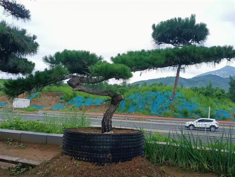 景觀松